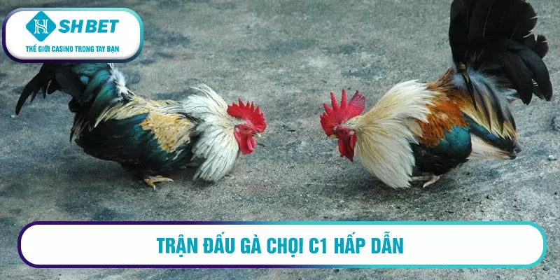 Trận đấu gà chọi C1 hấp dẫn
